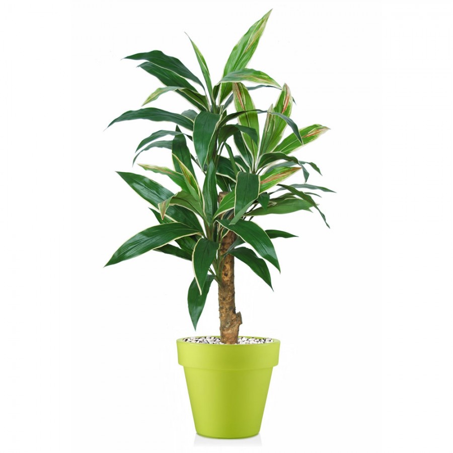 Planta semi-artificiala Ila, Cordyline Exotic Variegated - 120 cm